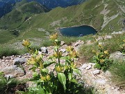 44 Bello il giallo della Gentiana punctata, come il blu scuro del Lago Moro